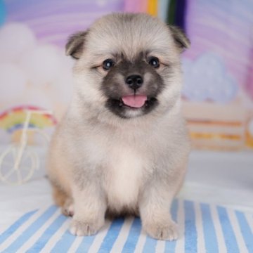 チワポメ(チワワ×ポメラニアン)【千葉県・男の子・2023年6月11日・ウルフセーブル】の写真「兄妹の中で一番大きいわんぱく男の子！」