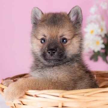 柴ポメ【千葉県・男の子・2023年5月23日・胡麻】の写真「豆柴よりさらに小型！元気いっぱいパワフルくん♡」