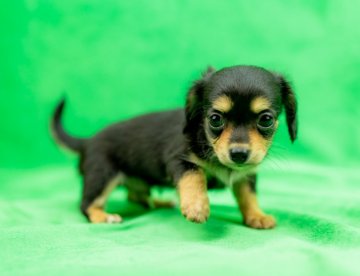 チワックス【千葉県・男の子・2021年7月27日・ブラックタン】の写真「お父さんはチャンピオン犬！人懐っこさNo１♡」