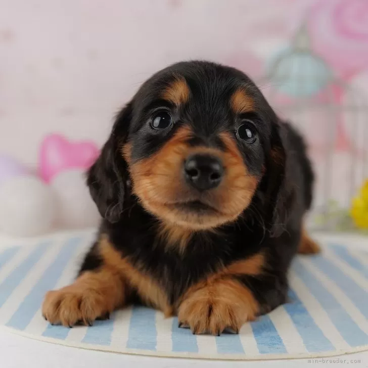 全商品オープニング価格 特別価格 ☆はっち犬様専用☆ お客様の声