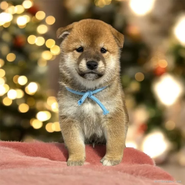 柴犬(標準サイズ)【北海道・男の子・2024年10月17日・赤】の写真1