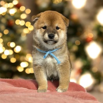 柴犬(標準サイズ)【北海道・男の子・2024年10月17日・赤】の写真「つぶらな瞳が可愛い男の子♡」