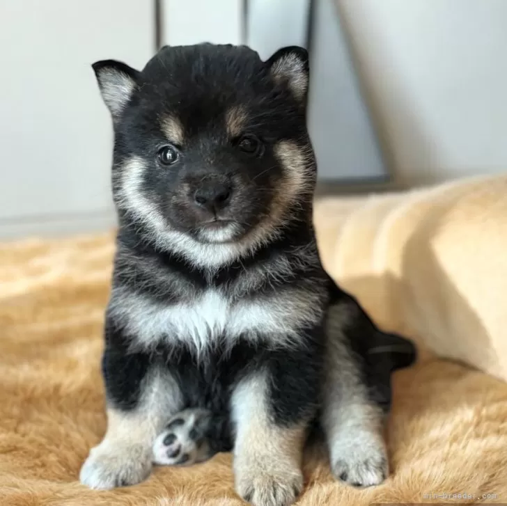 柴犬(標準サイズ)【北海道・男の子・2024年7月9日・黒】の写真1「ご飯をたくさん食べ、元気に成長しています♡」