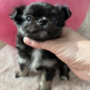 チワワ(ロング)【栃木県・男の子・2024年12月9日・ブラックタン&ホワイト】の写真「人懐っこい性格💕
将来が楽しみな男の子♪」