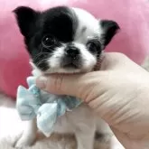 チワワ(ロング)