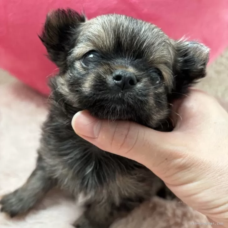 ごえもん 様のお迎えした子犬