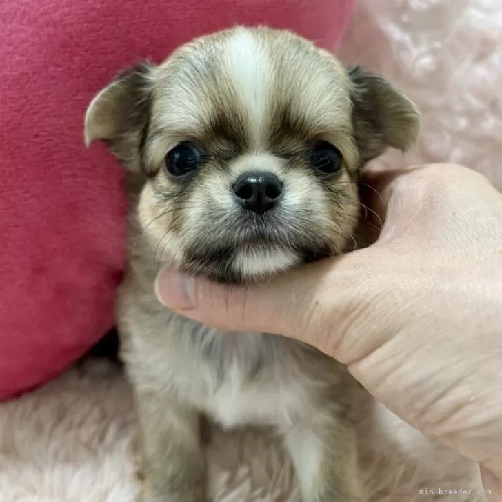 ユミ 様のお迎えした子犬