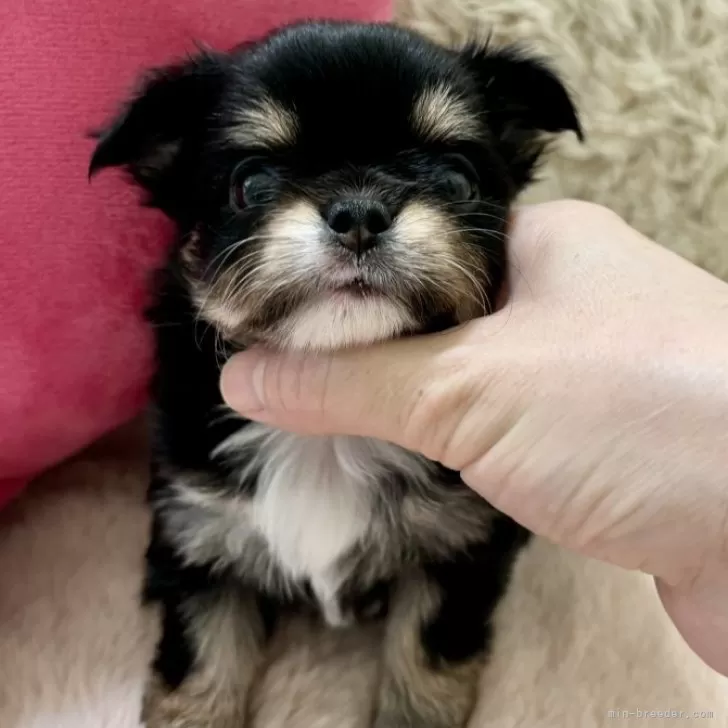 マメ 様のお迎えした子犬