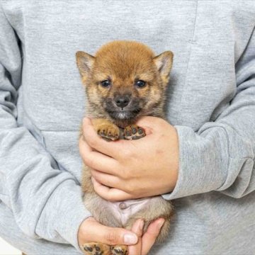 柴犬(豆柴)【大分県・男の子・2024年10月13日・赤】の写真「父犬体高２６cm（両親極小認定犬）母犬体高２６cm」