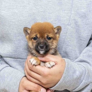 柴犬(豆柴)【大分県・女の子・2024年10月29日・赤】の写真「父犬体高２６cm（極小認定犬）母犬体高２６．５cm」