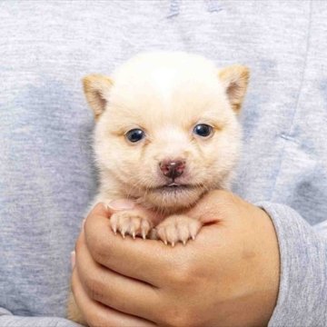 柴犬(豆柴)【大分県・男の子・2024年9月24日・白】の写真「両親とも極小認定犬で小さい手のひらサイズ５８０ｇ」