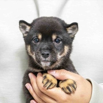 豆柴【大分県・男の子・2024年10月1日・黒】の写真「父犬体高２６cm（極小認定犬）母犬体高２７．５cm」