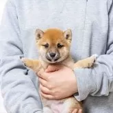豆柴