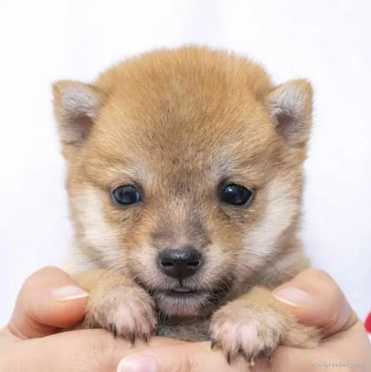 豆柴【大分県・男の子・2023年11月7日・赤】の写真1「凄く小さいです。１／１４現在６２０ｇです。良く食べます。」