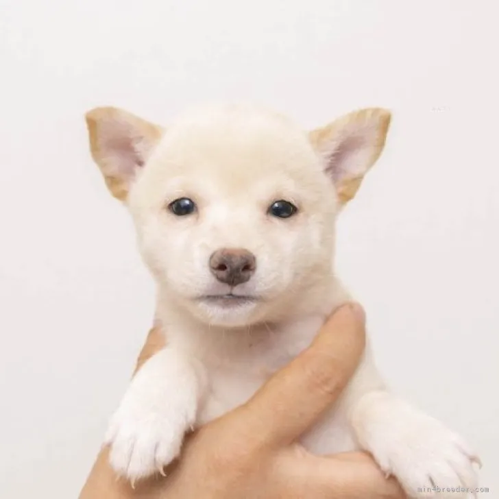 ひいくんママ 様のお迎えした子犬