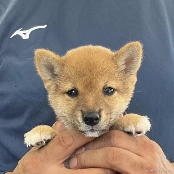 豆柴【大分県・男の子・2024年8月30日・赤】の写真1「父犬体高２８ｃｍ母犬２５ｃｍ（極小認定犬）です。」