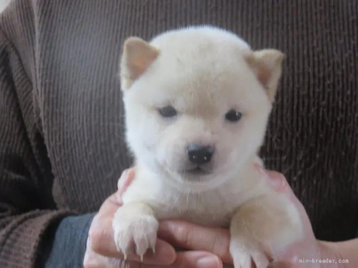 豆柴【大分県・男の子・2021年12月10日・しろ】の写真1「すごく小さい極小豆柴犬で白色の雄です。」