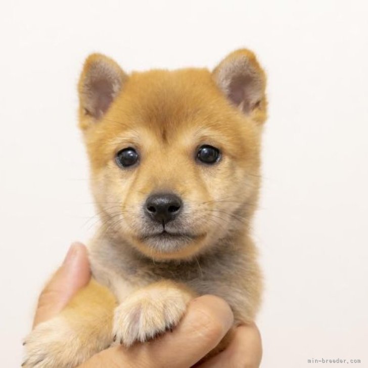 食欲もりもりで凄く元気な豆柴犬です。 | 豆柴