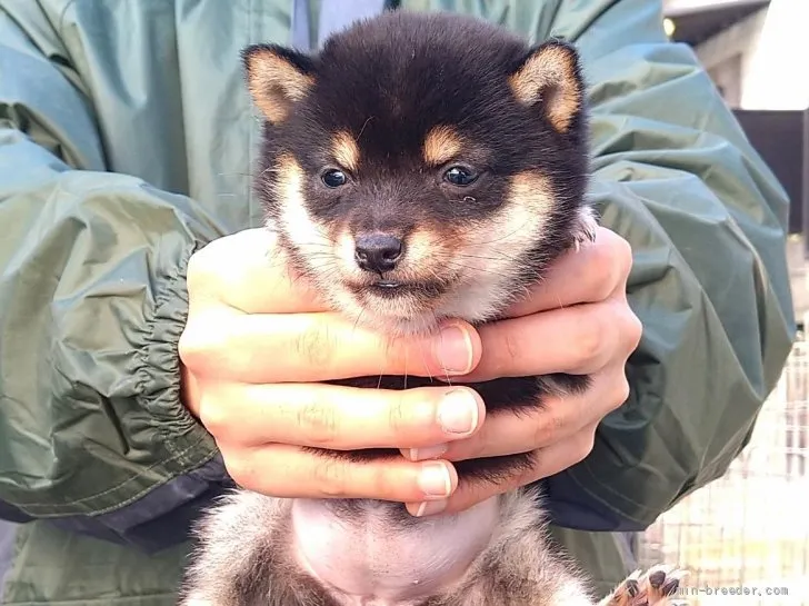 豆柴【大分県・女の子・2021年12月7日・くろ】の写真1「たぬき顔で極小豆柴犬です。」