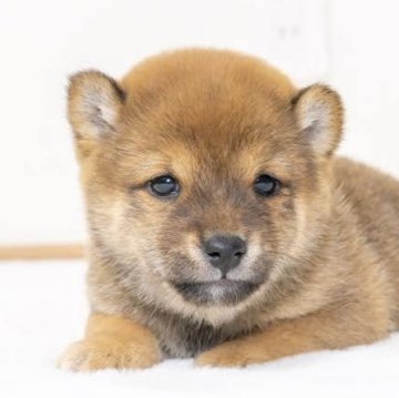 柴犬(豆柴)【大分県・男の子・2023年11月27日・赤】の写真「今は少し黒いですが成犬になれば綺麗な赤になります」