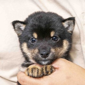 柴犬(豆柴)【大分県・男の子・2024年8月31日・黒】の写真「父犬体高２６ｃｍ極小認定犬、母犬体高２６ｃｍ。」