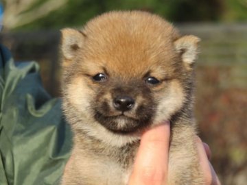 柴犬(豆柴)【大分県・男の子・2022年1月8日・極小豆柴犬の男の子です。】の写真「兄弟とも極小豆柴犬です。」