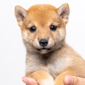 柴犬(豆柴)【大分県・女の子・2022年8月27日・あか】の写真「目が大きく綺麗で目が可愛い元気な女の子です。」