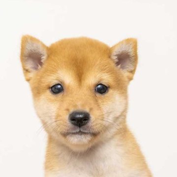 柴犬(豆柴)【大分県・男の子・2023年6月14日・あか】の写真「綺麗な目がチャームポイント。８／２現在９１０ｇです」