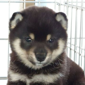 柴犬(豆柴)【大分県・男の子・2024年8月1日・黒】の写真「父犬体高２６ｃｍ極小認定犬、母犬体高２６ｃｍ。」