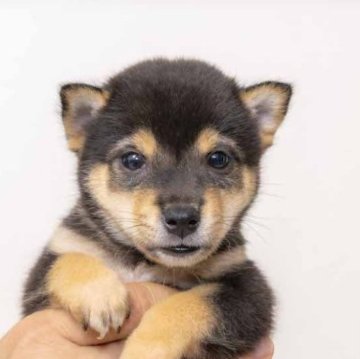 柴犬(豆柴)【大分県・男の子・2023年7月23日・くろ】の写真「とっても優しい性格で元気いっぱいの男の子です。」