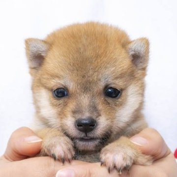 柴犬(豆柴)【大分県・男の子・2023年11月7日・赤】の写真「成犬時の最終予想体高は２６ｃｍ～２７ｃｍです。」