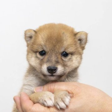 柴犬(豆柴)【大分県・女の子・2024年3月11日・赤】の写真「とっても優しくて可愛い目をしている女の子です。」