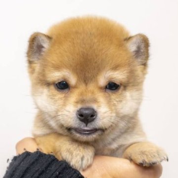 柴犬(豆柴)【大分県・男の子・2023年10月15日・あか】の写真「すっきりした顔をした甘えん坊です。」