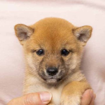 柴犬(豆柴)【大分県・男の子・2023年6月14日・あか】の写真「綺麗な丸目がチャームポイント。８／２現在８４０です」