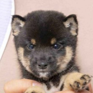 柴犬(豆柴)【大分県・男の子・2023年9月1日・くろ】の写真「極小タイプです。１０月２８日現在６８０gです。」