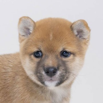 柴犬(豆柴)【大分県・男の子・2023年11月23日・赤】の写真「成犬時の最終予想体高は２６ｃｍ～２７ｃｍです。」