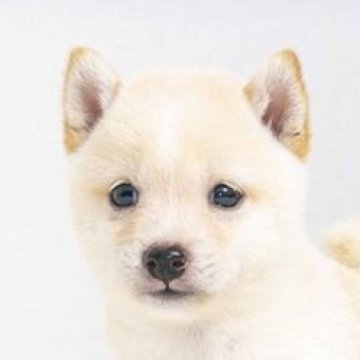 柴犬(豆柴)【大分県・男の子・2024年8月1日・白】の写真「父犬体高２６ｃｍ極小認定犬、母犬体高２６ｃｍ。」