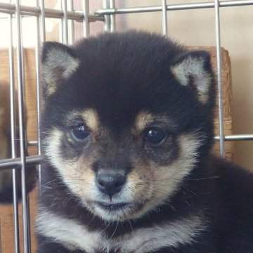 柴犬(豆柴)【大分県・女の子・2023年12月30日・黒】の写真「目が優しい顔をしています。３／１２現在９９０ｇです」