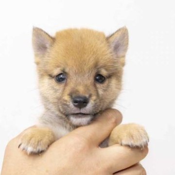 柴犬(豆柴)【大分県・男の子・2023年7月15日・あか】の写真「とっても元気で食欲旺盛で良く食べます。」