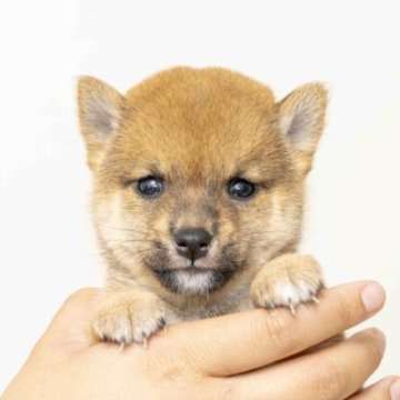 柴犬(豆柴)【大分県・男の子・2023年9月1日・あか】の写真「目がとっても綺麗です。１０月２３日現在６８０ｇです」