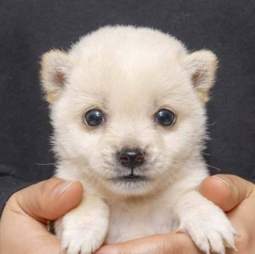 柴犬(豆柴)【大分県・男の子・2024年1月10日・白】の写真「白色が綺麗で極小サイズ。３／１２現在６８０ｇです。」