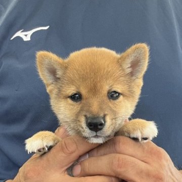 柴犬(豆柴)【大分県・男の子・2024年8月30日・赤】の写真「父犬体高２８ｃｍ、母犬体高２５ｃｍ(極小認定犬）」