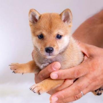 柴犬(豆柴)【大分県・男の子・2022年7月8日・あか】の写真「とっても元気で食欲もりもりでも小さい豆柴犬です。」