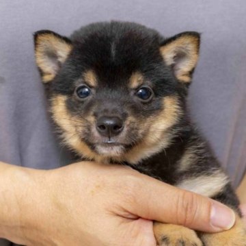 柴犬(豆柴)【大分県・男の子・2023年8月18日・くろ】の写真「小ぶりで配色がとっても綺麗な男の子です。」