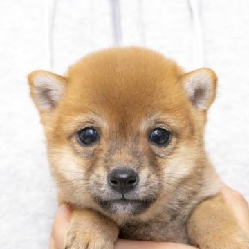 柴犬(豆柴)【大分県・男の子・2023年11月9日・赤】の写真「目が綺麗で可愛い元気な男の子です。」