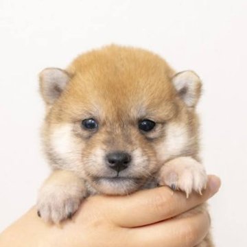 柴犬(豆柴)【大分県・男の子・2023年10月26日・赤】の写真「大きく少したれ目可愛いく人なつっこい性格です。」