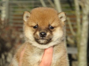 柴犬(豆柴)【大分県・男の子・2022年1月8日・極小豆柴犬の男の子です。】の写真「兄弟とも極小豆柴犬です。」