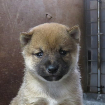 柴犬(豆柴)【大分県・男の子・2022年5月2日・あか】の写真「あどけない顔で人懐っこく元気な男の子です。」