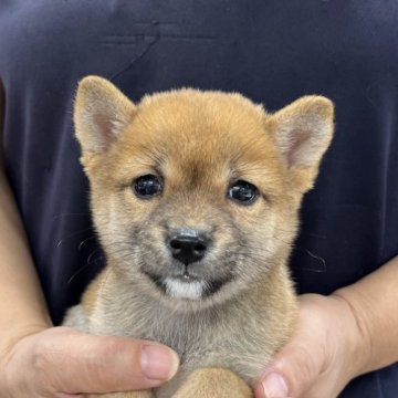 柴犬(豆柴)【大分県・女の子・2024年8月23日・赤】の写真「父犬体高２８ｃｍ、母犬体高２６ｃｍ。」