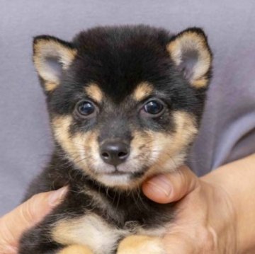 柴犬(豆柴)【大分県・女の子・2023年8月18日・くろ】の写真「顔の配色がとっても綺麗な女の子です。」